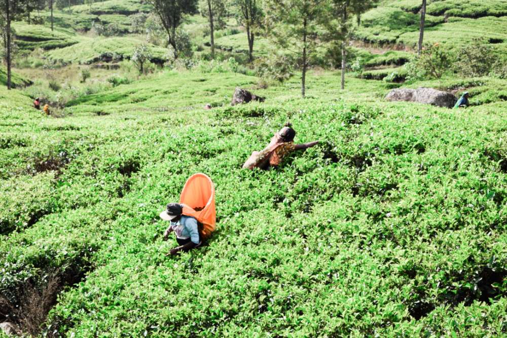 train de Kandy dans les plantations de thé au Sri lanka